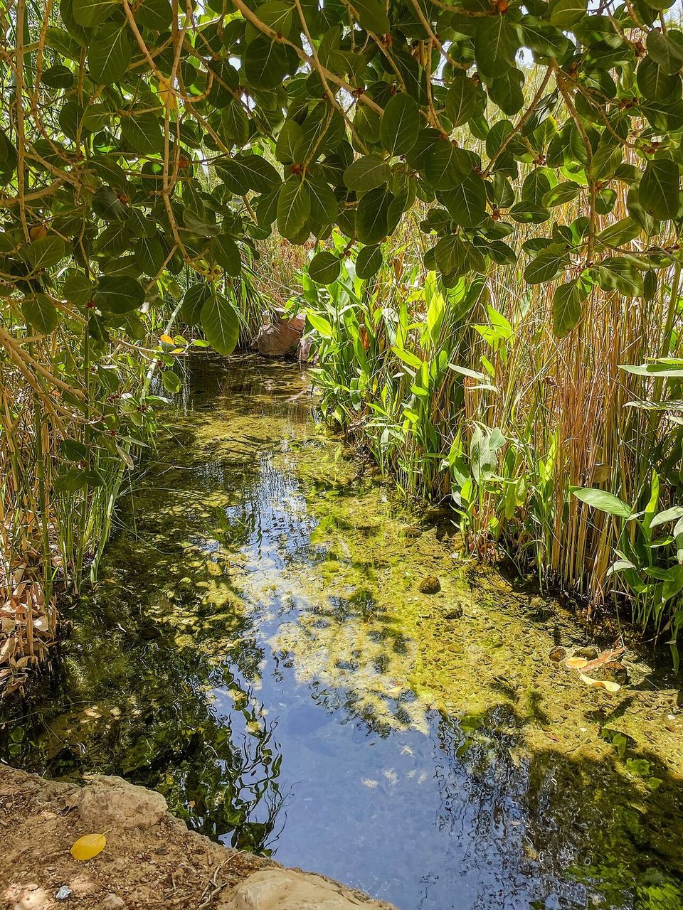 A water channel through greenery in Al Ain